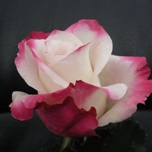 Silver Shadow Rose d'Equateur Ethiflora